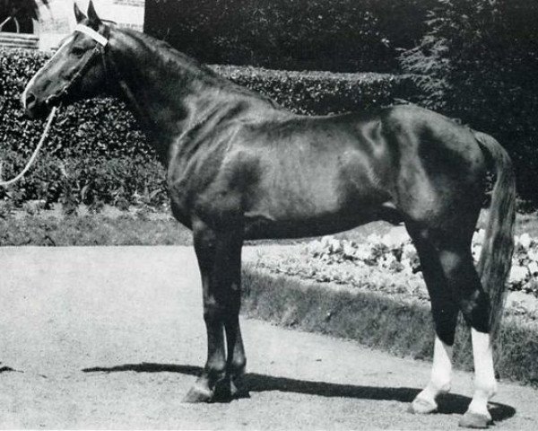 stallion Sunny Boy Du Mesnil (Selle Français, 1962, from Nostradamus)