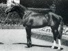 stallion Sunny Boy Du Mesnil (Selle Français, 1962, from Nostradamus)