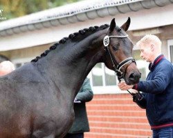 dressage horse Fortissimo MM (Oldenburg, 2014, from For Romance I)