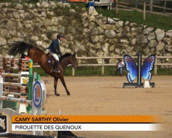 Springpferd Pirouette des Quenoux (Selle Français, 2003, von Calvaro Z)