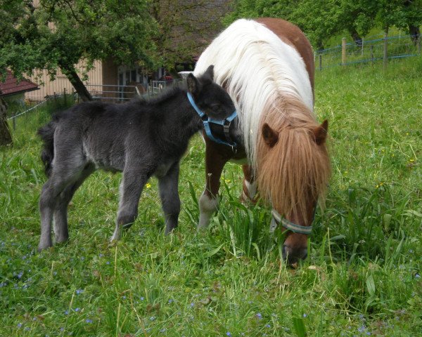 stallion Whiteside Kobold (Shetland Pony, 2016, from Kronprinz van den Niederlanden)