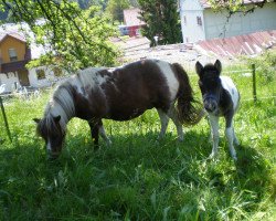 broodmare Whiteside Vilma (Shetland Pony, 2016, from Kronprinz van den Niederlanden)