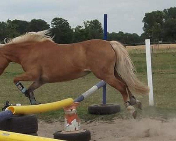 Zuchtstute Mary (Deutsches Reitpony, 1990)