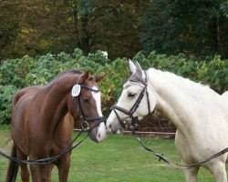 Springpferd Rohlsdorfs Glenmorangie (Deutsches Reitpony, 2012, von Golden Rock)