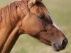 dressage horse Delphi S (German Riding Pony, 2012, from FS Daddy Cool)