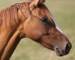 dressage horse Delphi S (German Riding Pony, 2012, from FS Daddy Cool)