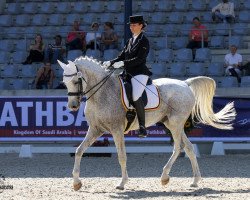 dressage horse Haifi El Sorrento ox (Arabian thoroughbred, 2005, from BS Specific ox)