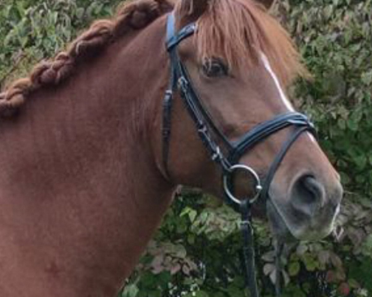 dressage horse Fiona (German Riding Pony, 2010, from Topolino)