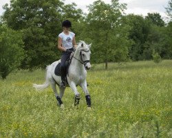 Dressurpferd Akan (Deutsches Reitpony, 1994, von Aldan)