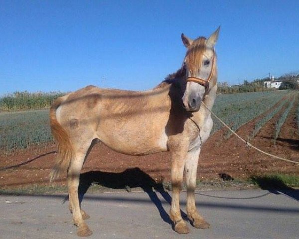 Pferd Estuca II (Pura Raza Espanola (PRE), 2002)