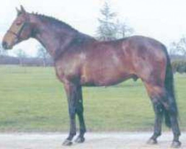 stallion Bleu de River (Selle Français, 1989, from Papillon Rouge)
