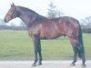 stallion Bleu de River (Selle Français, 1989, from Papillon Rouge)