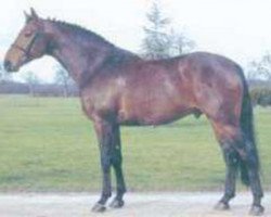 stallion Bleu de River (Selle Français, 1989, from Papillon Rouge)