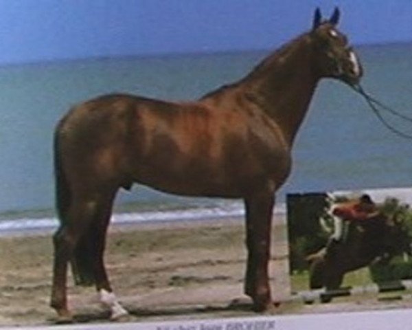 stallion Vercors IV (Selle Français, 1987, from Uriel)