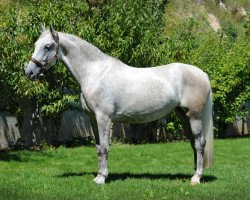 Zuchtstute Barbana VII 576 (Lipizzaner, 2007, von Maestoso Mester 131)