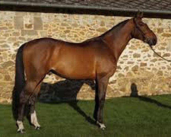 stallion Pezetas du Rouet (Selle Français, 2003, from Quidam de Revel)