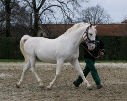 Deckhengst 397 Pluto Betalka XXIV (Lipizzaner, 2003, von 990 Pluto Gratiosa I)