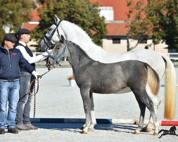 Zuchtstute Lipizzaner Barbana (Lipizzaner, 2016, von 397 Pluto Betalka XXIV)