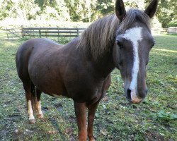 broodmare Crack Lady 2 (German Riding Pony, 2000, from Caliostro)