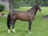 stallion Ivoire du Rouet (Selle Français, 1996, from Quatoubet du Rouet)