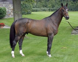 stallion Ivoire du Rouet (Selle Français, 1996, from Quatoubet du Rouet)