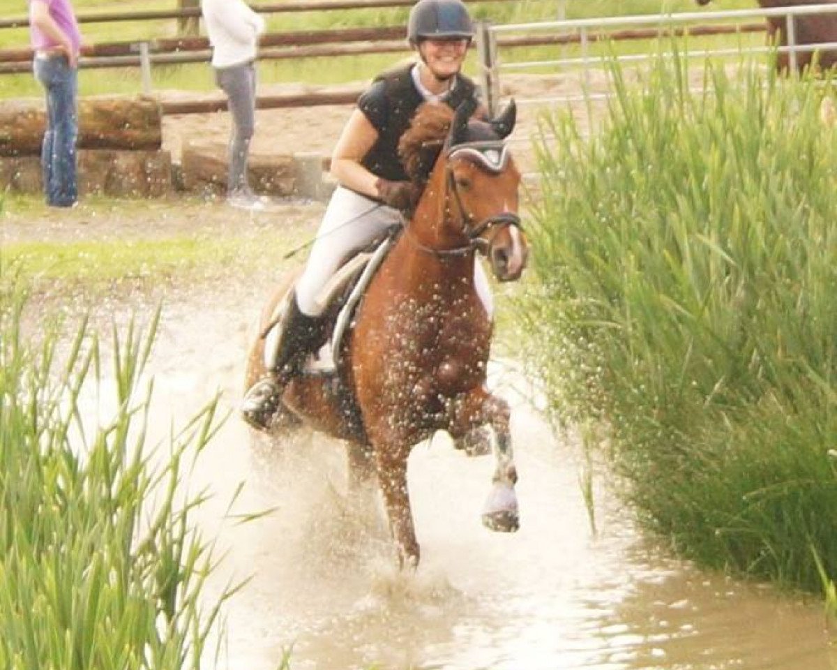 broodmare Constantins Cleo WE (German Riding Pony, 2010, from Constantin)