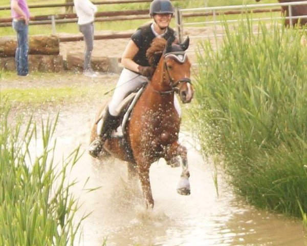 broodmare Constantins Cleo WE (German Riding Pony, 2010, from Constantin)