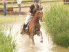 broodmare Constantins Cleo WE (German Riding Pony, 2010, from Constantin)