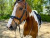 dressage horse Excalibur K (Pinto / Pony, 2014, from Shooting Star 22)