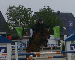 dressage horse Perry Cox (Westfale, 2008, from Polyboy L)