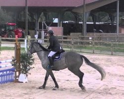 Pferd Atisse du Rouet (Selle Français, 2010, von Corofino I)