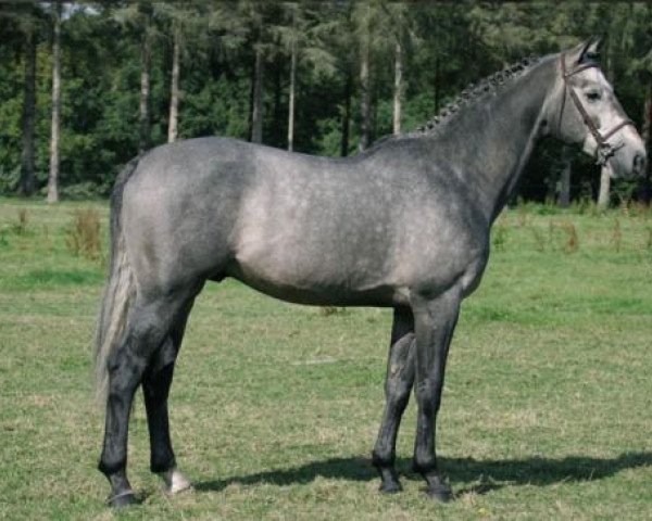 stallion Untouchable M (Dutch Warmblood, 2001, from Quick Star)