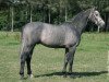 stallion Untouchable M (KWPN (Royal Dutch Sporthorse), 2001, from Quick Star)
