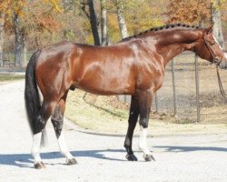 stallion Banderas (Oldenburg show jumper, 2006, from Balou du Rouet)