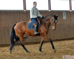 broodmare Topless (Holsteiner, 2003, from Quantum)