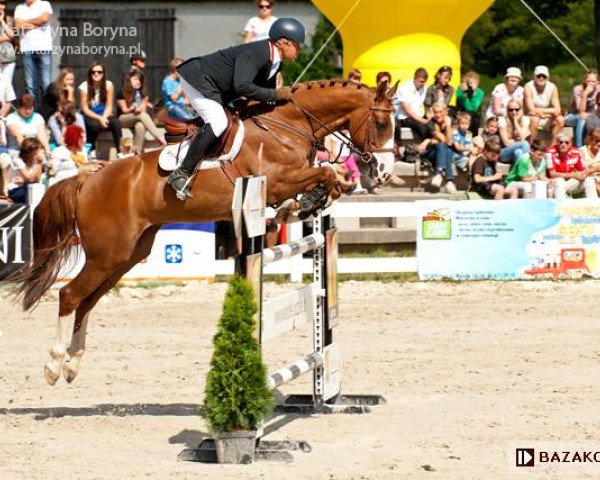 horse Tango du Rouet (Polish Warmblood, 2007, from Baloubet du Rouet)