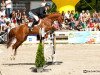 Pferd Tango du Rouet (Polnisches Warmblut, 2007, von Baloubet du Rouet)