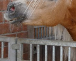 broodmare Annett (Haflinger,  , from Alpenstern)