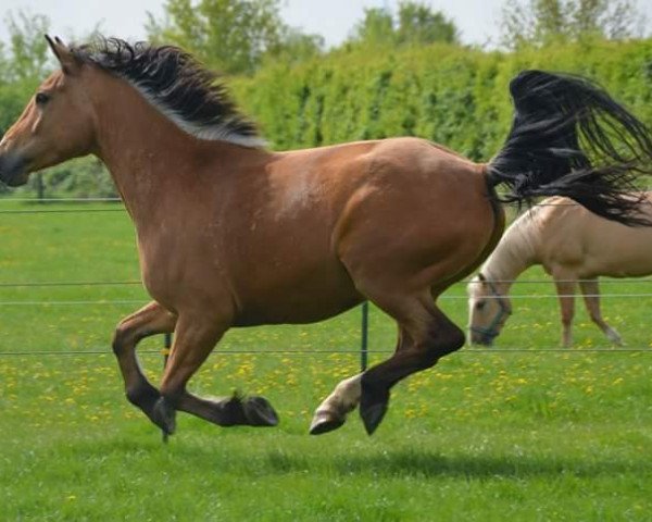 Pferd Grom (Polnisches Warmblut, 2009)