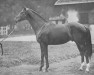 stallion Badajoz xx (Thoroughbred, 1907, from Gost xx)
