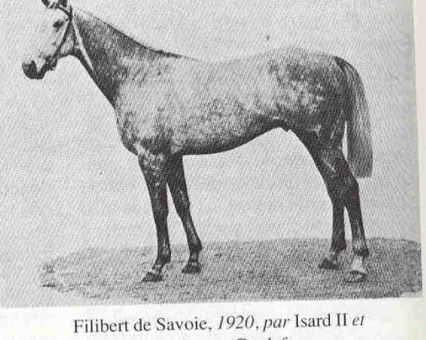 Pferd Filibert de Savoie xx (Englisches Vollblut,  , von Isard xx)