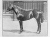 stallion Kircubbin xx (Thoroughbred, 1918, from Captivation xx)
