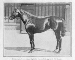 stallion Kircubbin xx (Thoroughbred, 1918, from Captivation xx)