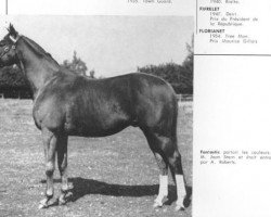 stallion Fantastic xx (Thoroughbred, 1933, from Aethelstan xx)