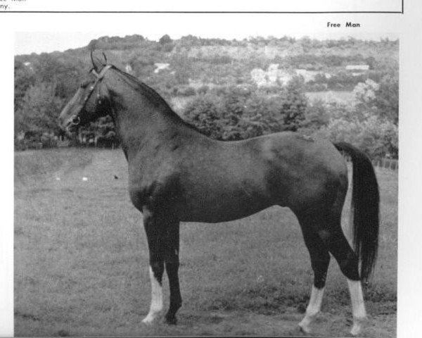 stallion Free Man xx (Thoroughbred, 1948, from Norsemann xx)