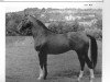 stallion Free Man xx (Thoroughbred, 1948, from Norsemann xx)