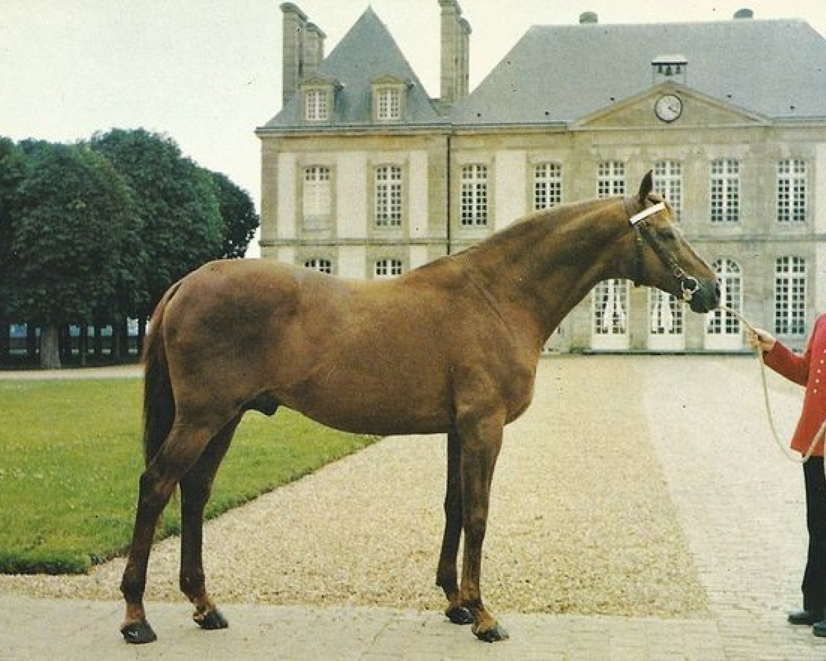 stallion Carmarthen xx (Thoroughbred, 1964, from Devon xx)