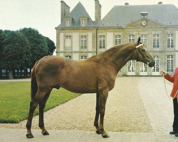 stallion Carmarthen xx (Thoroughbred, 1964, from Devon xx)