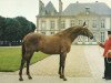 stallion Carmarthen xx (Thoroughbred, 1964, from Devon xx)