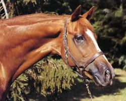 stallion Carmont xx (Thoroughbred, 1975, from Carmarthen xx)